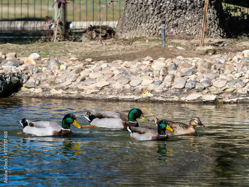 Ducks in a pond photo