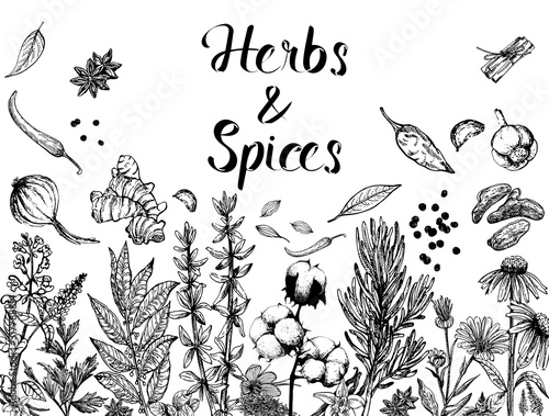 Set of hand drawn sketch style different kinds of herbs and spices isolated on white background. Vector illustration.