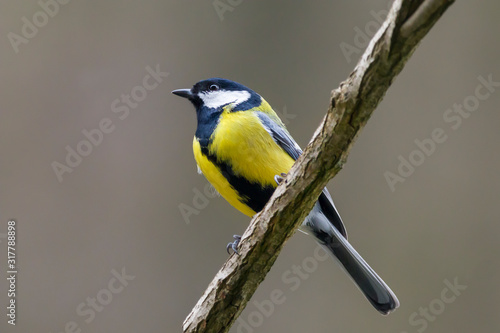Tit bird rests on a branch. © Anatol
