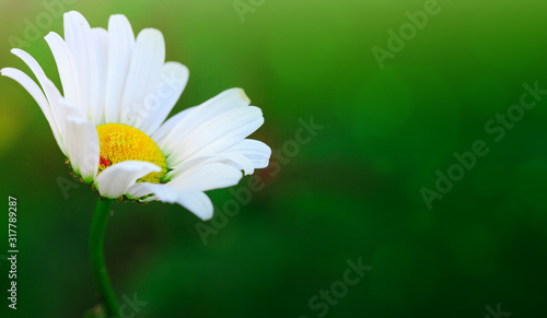 Macro Shot of white daisy flower in sunset light.