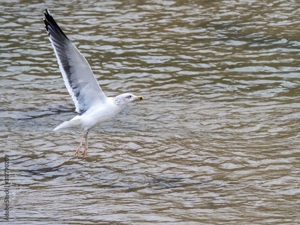 Fototapeta premium Seagull