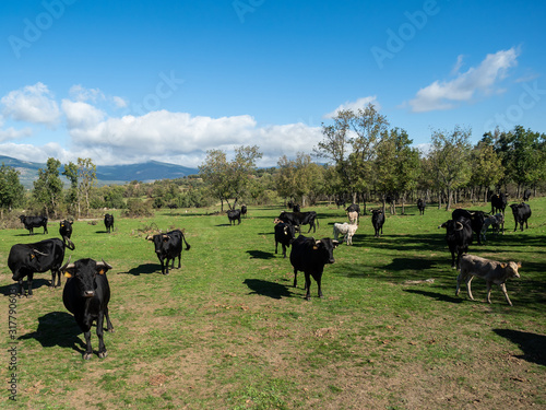 Farm of calves and cows © Eduardo