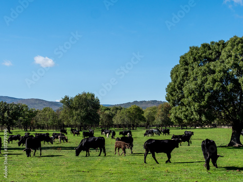 Farm of calves and cows