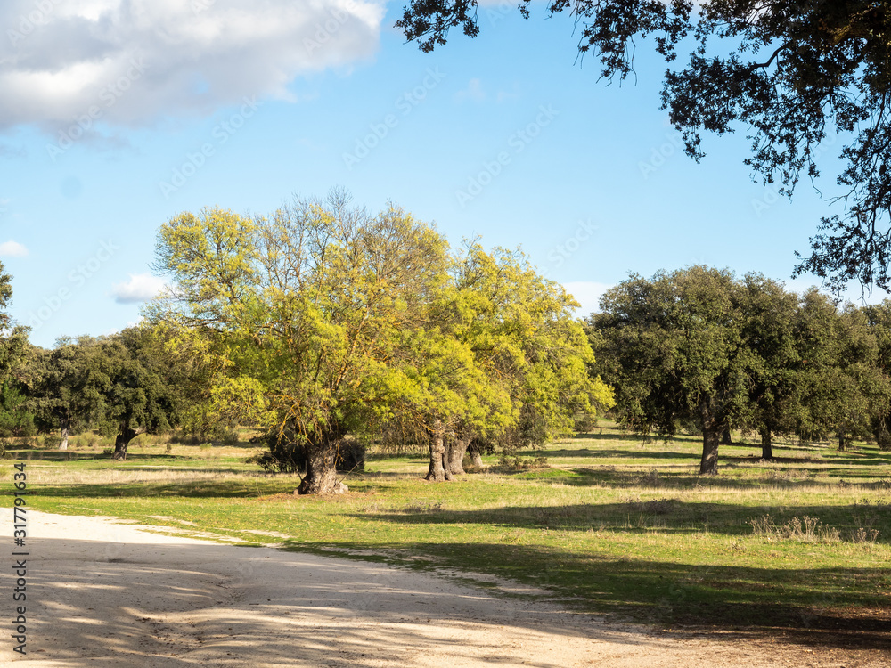 Obraz premium Autumn landscape