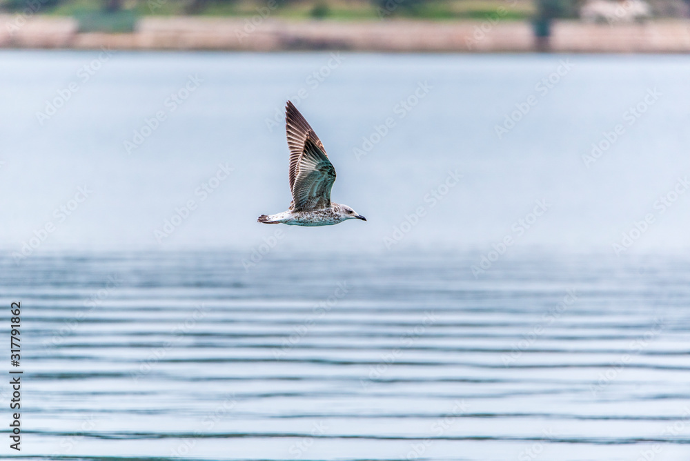 Fototapeta premium Seagull flying in sky. Seagull flying sky. Seagull in Murter, croatia