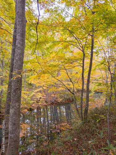 Beautiful fall color of the Tsutanuma area