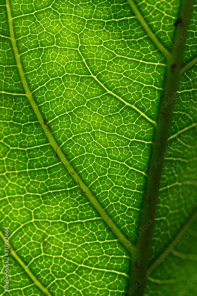 Obraz premium Lovely green leaf up close