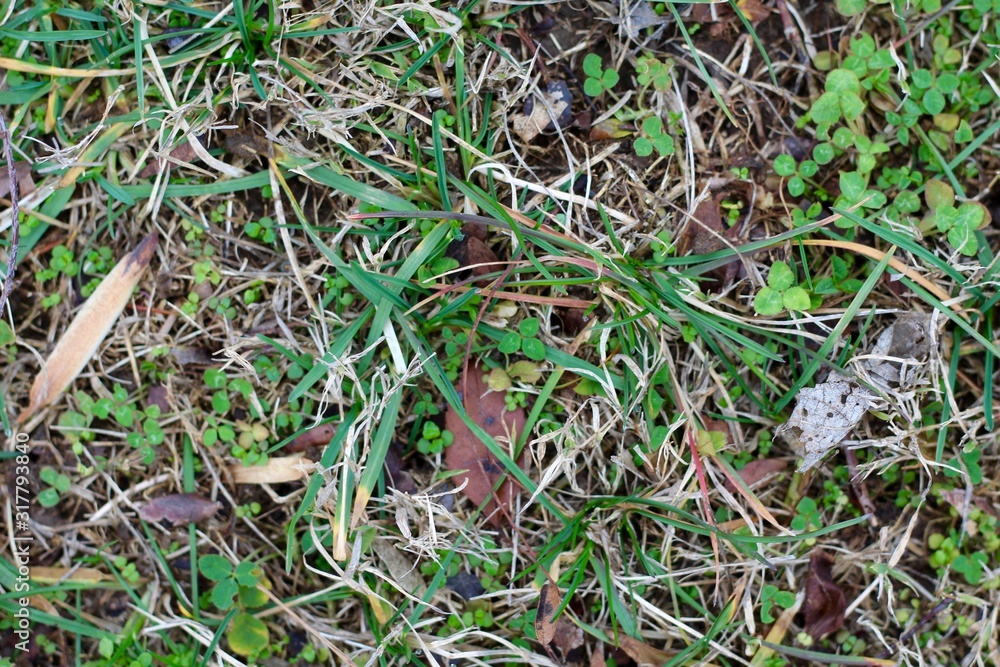 A close view of the green grass texture surface. A close view of the green grass texture surface.