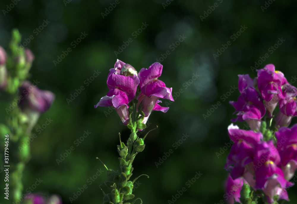 Fototapeta premium purple flower