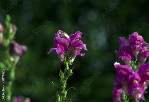 purple flower