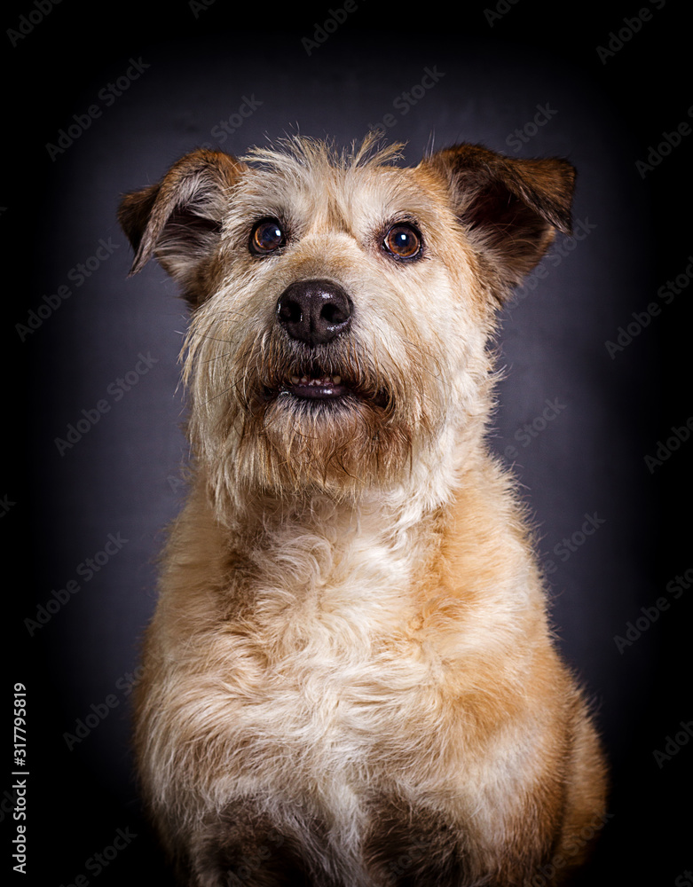 beige dog expressively looks forward beige dog expressively looks forward