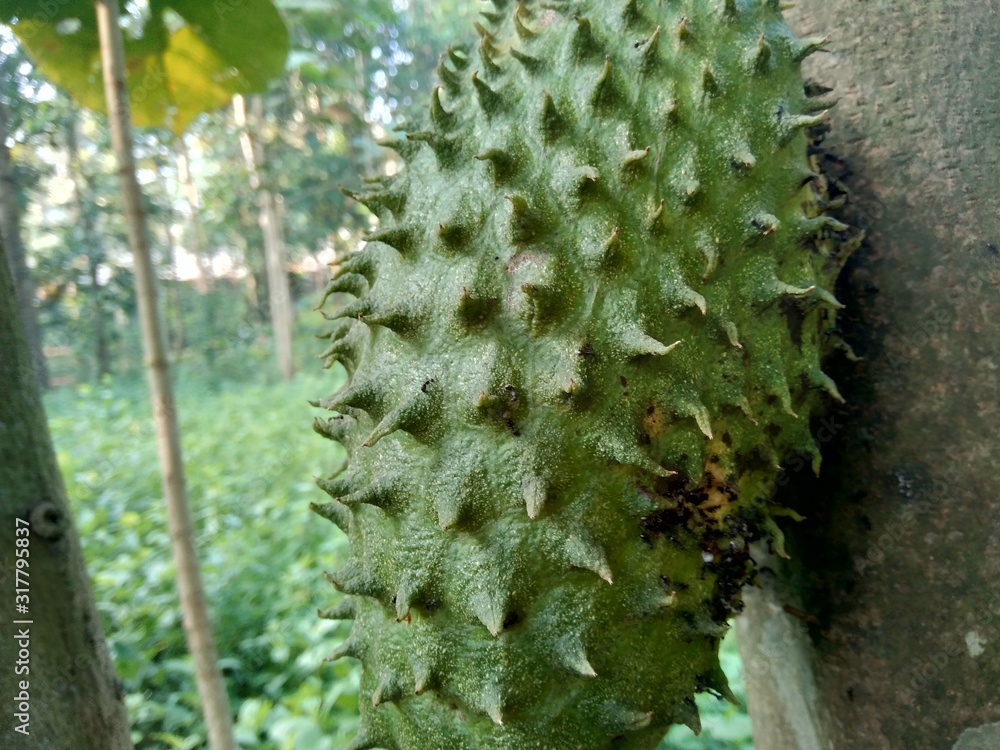 soursop (Annona muricata L. / sirsak / durian belanda) hanging on the tree in the garden soursop (Annona muricata L. / sirsak / durian belanda) hanging on the tree in the garden