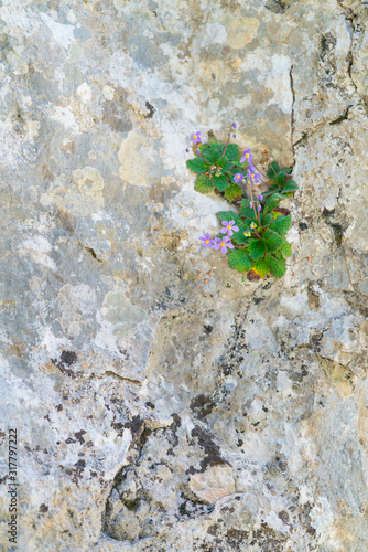 Pyrenean-violet, Ramonda myconi, Montrebei Gorge, Congost de Mont Rebei, Noguera Ribagorzana river, Montsec Range, The Pre-Pyrenees, Lleida, Catalonia, Spain, Europe photo