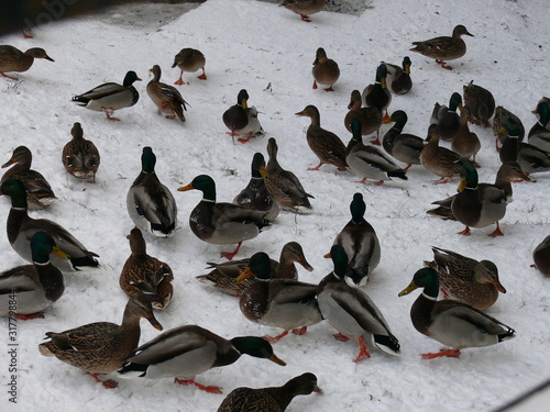ducks in snow