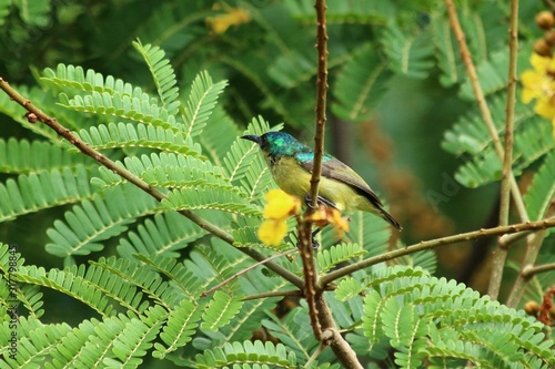 A Sunbird in Tanzania on its branch