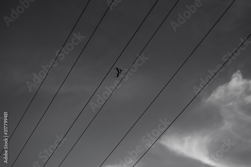 high voltage wires and the kite black and white