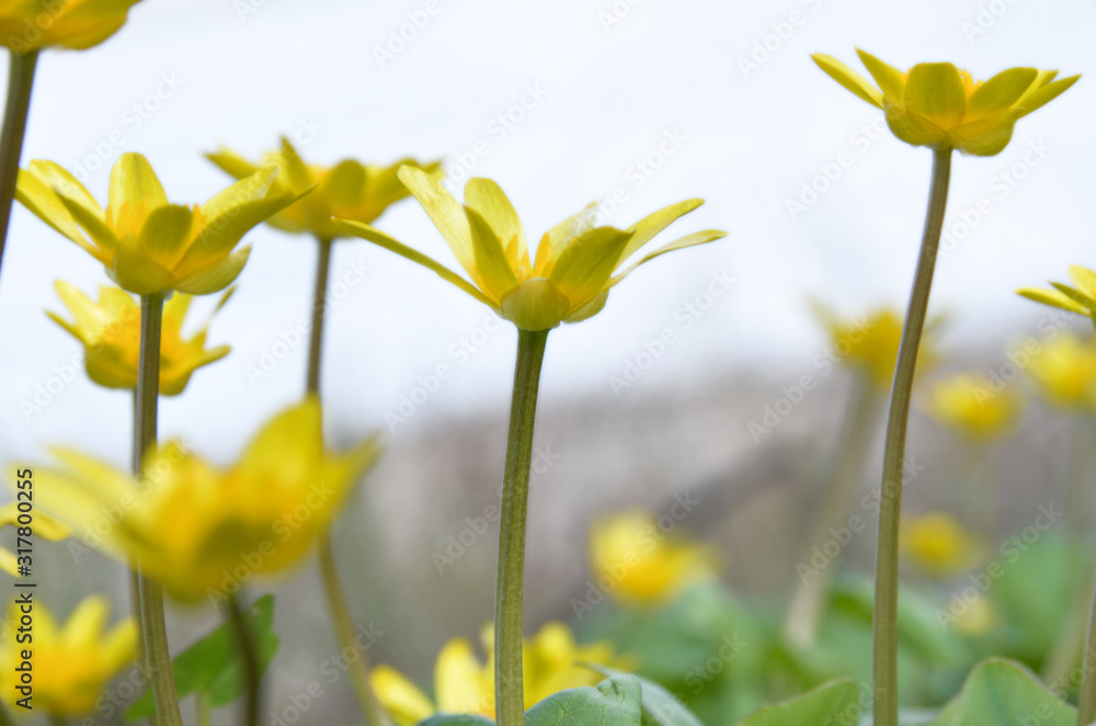 Fototapeta premium Lesser celandine's little flowers: a light-tone blurred image. The slightly unfocused photography of Ficaria verna delicate florets in soft daylighting