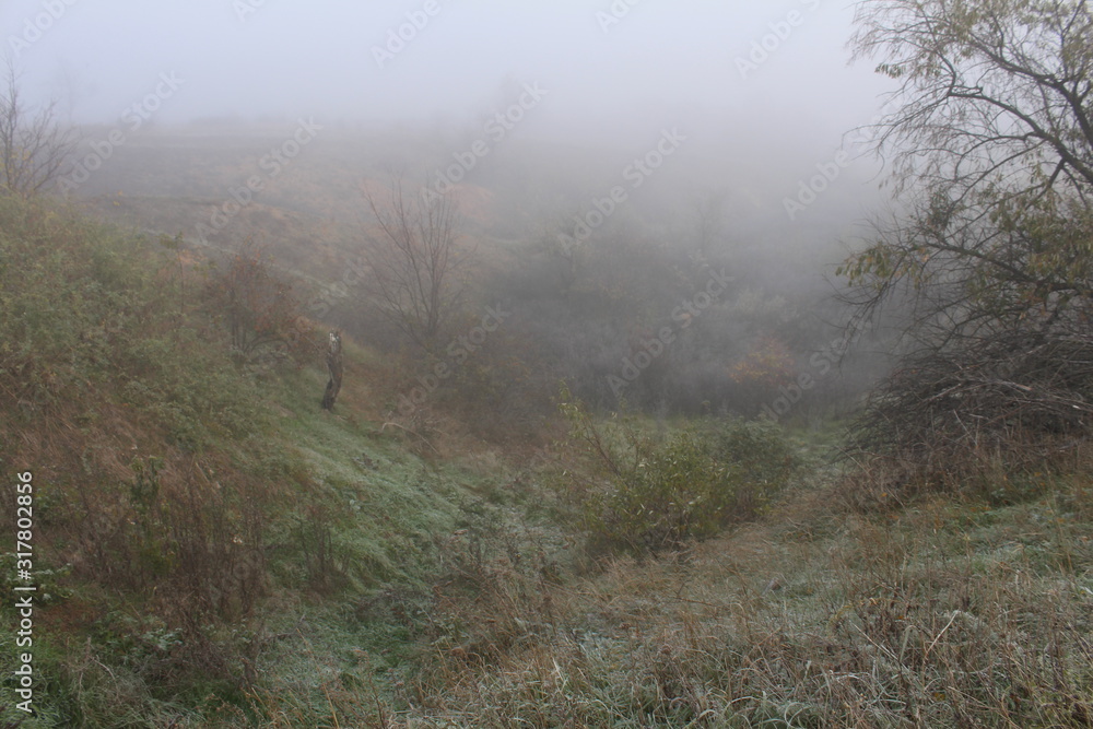 Gloomy yard with trees in dense fog Gloomy yard with trees in dense fog