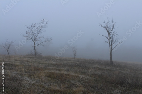 Gloomy glade with trees in dense fog