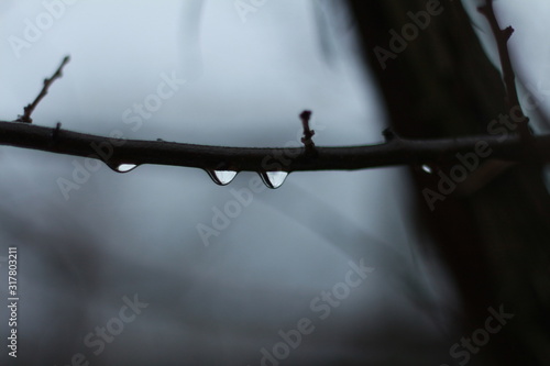 Tree branch on a background of thick white fog