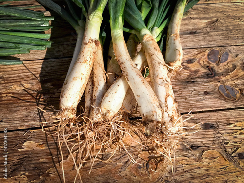 Freshly harvested spring onions from the farm photo