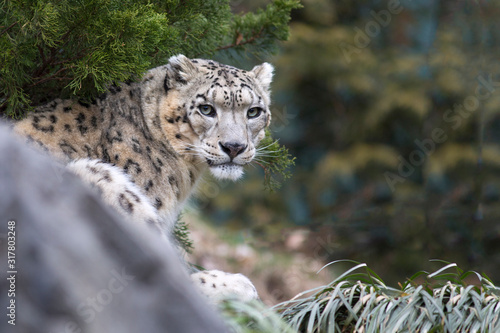 Portrait of snow leopard big cat