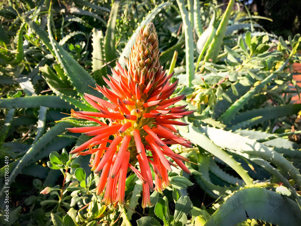 The wonderful flower of the Aloe cactus plant