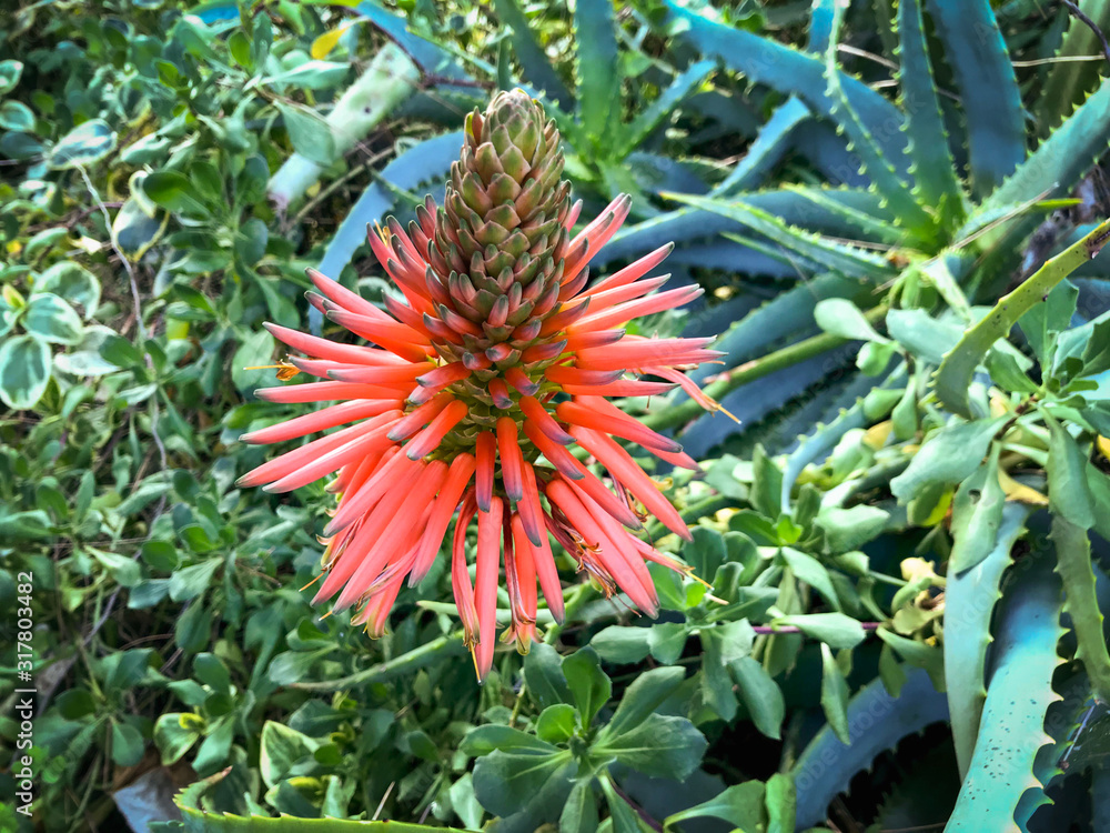 The wonderful flower of the Aloe cactus plant The wonderful flower of the Aloe cactus plant