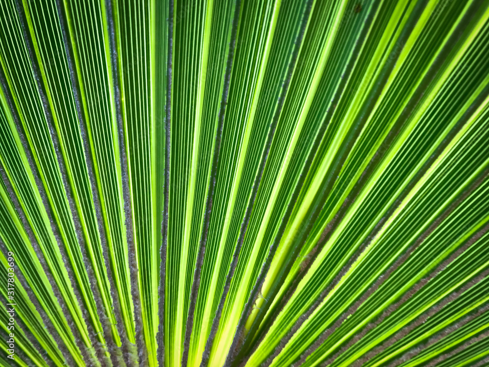 Obraz premium Close up view of a green palm leaf
