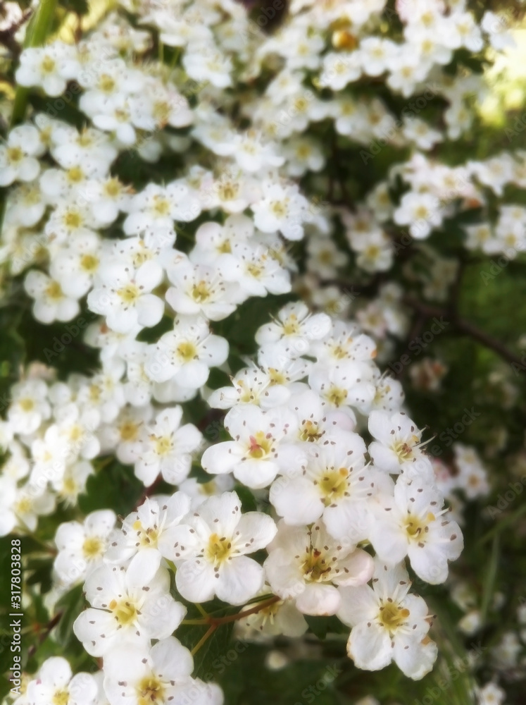 white flowers in the field white flowers in the field