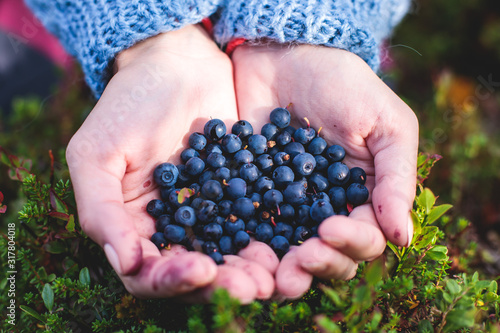 Process of collecting and picking berries in the forest of northern Sweden, Lapland, Norrbotten, near Norway border, girl picking cranberry, lingonberry, cloudberry, blueberry, bilberry and others photo