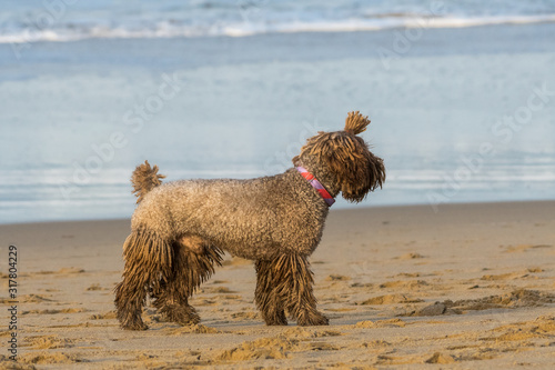 A dog with dreadlocks plays with a stick on the beach © jon