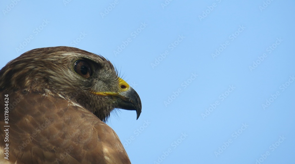 Hawk profile on blue sky background in Florida, closeup Hawk profile on blue sky background in Florida, closeup