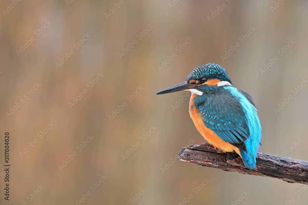 Common kingfisher ( alcedo atthis ) sitting on the branch in the natural enviroment Common kingfisher ( alcedo atthis ) sitting on the branch in the natural enviroment