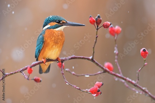 Common kingfisher ( alcedo atthis ) sitting on the branch of the Rosa canina  in the natural winter and snowy enviroment