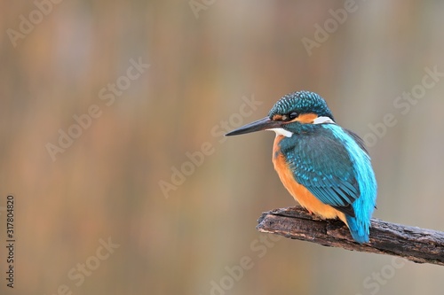Common kingfisher ( alcedo atthis ) sitting on the branch in the natural enviroment