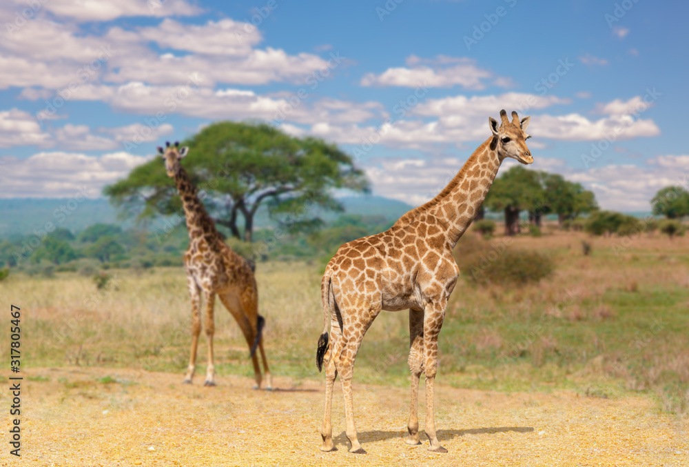 Fototapeta premium A young giraffe in East Africa. In the background with beautiful bokeh a little out of focus, the mother animal and the landscape of Tanzania in Tarangire National Park. Blue sky and sunshine.
