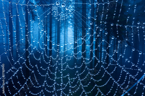 spider web an old foggy forest - autumn