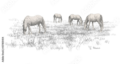 Horse standing eating on grass meadow background