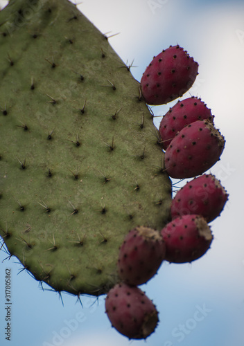Opuntia, commonly called prickly pear, is a genus in the cactus family, Cactaceae, botanic garden, Cadereyta de Montes, Queretaro, Mexico