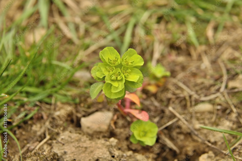 Fototapeta premium Euphorbia helioscopia - flowers and immature fruit