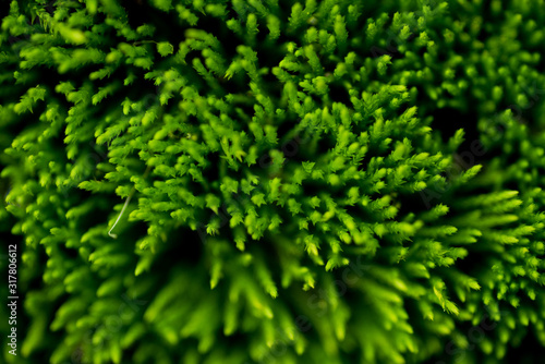 The moss Physcomitrella patens has been used as a model organism to study how plants repair damage to their DNA photo
