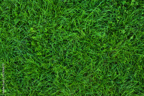 Tela Long not cutted lawn texture