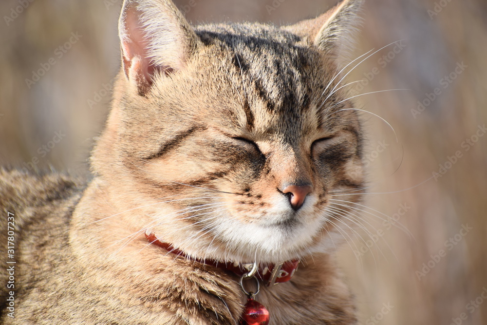 Portrait of the adorable cat Portrait of the adorable cat