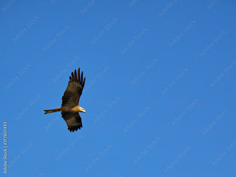 Obraz premium Rotmilan (Milvus milvus) im Flug vor blauem Himmel