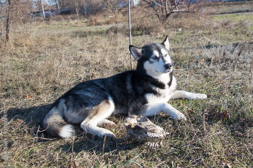 Husky dog in black and white, with different eye colors, lies on the street Husky dog in black and white, with different eye colors, lies on the street