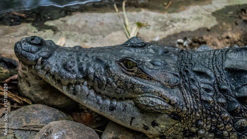 cocodrilo, alligator, reptilia, animal, diente, peligrosa, inhospitalario, fauna, depredador, naturaleza, peligro, zoo, boca, acuático, ocular, piel, administrar, diente, alligator, cocodrilos, caimán