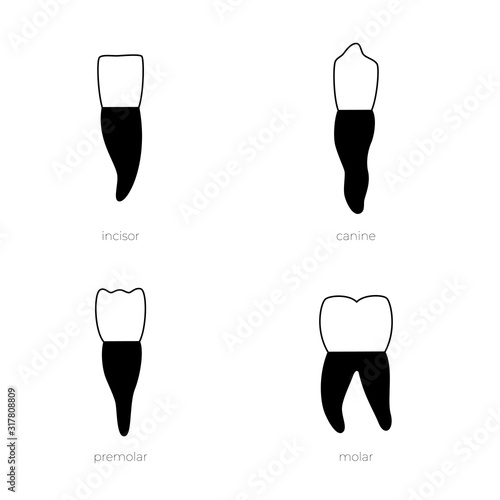 Vector isolated illustration of tooth 