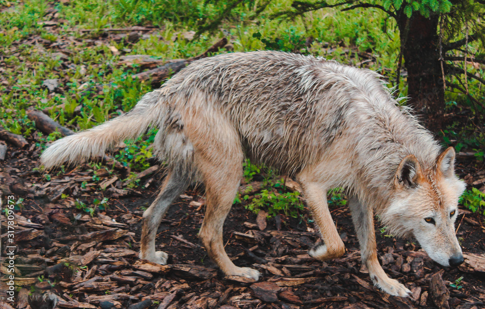 Obraz premium A young wild wolf roaming around in the Wolf Sanctuary in Canada during a rainy day.