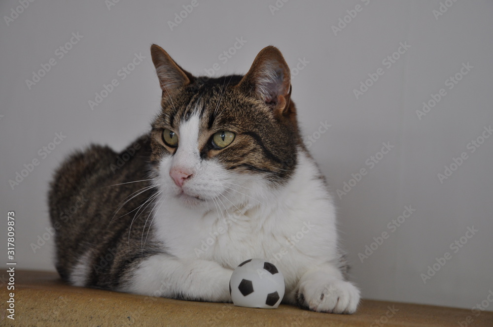 Naklejka premium Cat